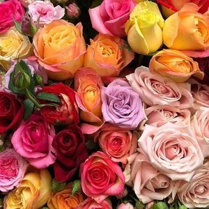 Meet your Posher, Isa